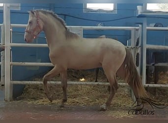 PRE Mix, Hengst, 3 Jahre, 165 cm, Perlino