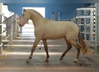 PRE Mix, Hengst, 3 Jahre, 165 cm, Perlino