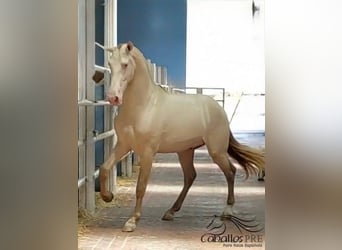 PRE Mix, Hengst, 3 Jahre, 165 cm, Perlino