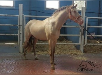 PRE Mix, Hengst, 3 Jahre, 165 cm, Perlino