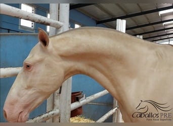 PRE Mix, Hengst, 3 Jahre, 165 cm, Perlino