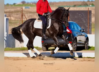 PRE Mix, Hengst, 3 Jahre, 165 cm, Rappe