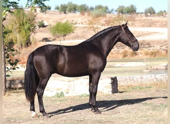 PRE Mix, Hengst, 3 Jahre, 165 cm, Rappe