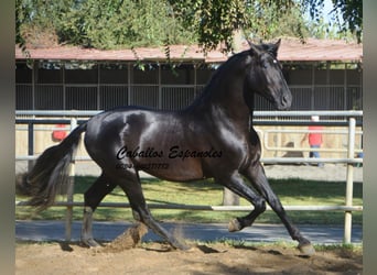 PRE Mix, Hengst, 3 Jahre, 165 cm, Rappe