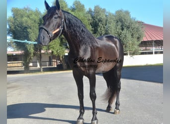 PRE Mix, Hengst, 3 Jahre, 165 cm, Rappe