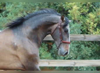 PRE Mix, Hengst, 3 Jahre, 165 cm, Rotschimmel