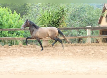 PRE Mix, Hengst, 3 Jahre, 165 cm, Rotschimmel