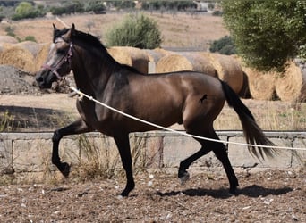 PRE, Hengst, 3 Jahre, 165 cm, Rotschimmel