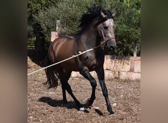 PRE, Hengst, 3 Jahre, 165 cm, Rotschimmel