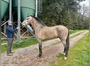 PRE Mix, Hengst, 3 Jahre, 165 cm, Schimmel