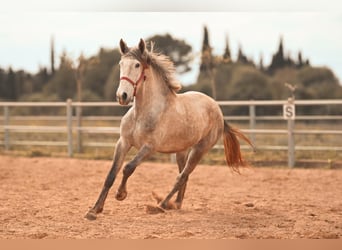 PRE, Hengst, 3 Jahre, 165 cm, Schimmel
