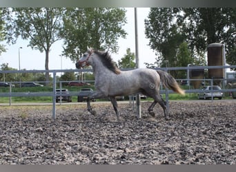 PRE Mix, Hengst, 3 Jahre, 166 cm, Apfelschimmel