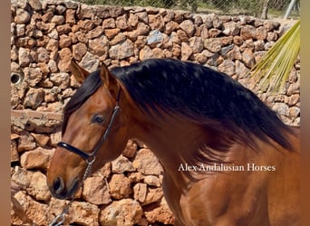 PRE Mix, Hengst, 3 Jahre, 166 cm, Brauner