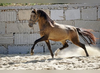 PRE, Hengst, 3 Jahre, 166 cm, Buckskin