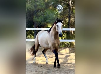 PRE Mix, Hengst, 3 Jahre, 166 cm, Buckskin