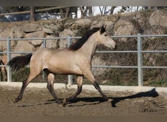 PRE, Hengst, 3 Jahre, 166 cm, Buckskin