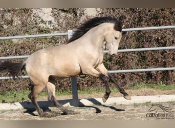 PRE, Hengst, 3 Jahre, 166 cm, Buckskin