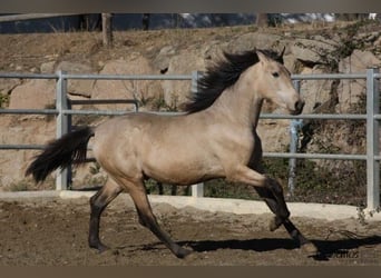 PRE, Hengst, 3 Jahre, 166 cm, Buckskin