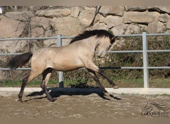 PRE, Hengst, 3 Jahre, 166 cm, Buckskin