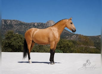 PRE Mix, Hengst, 3 Jahre, 166 cm