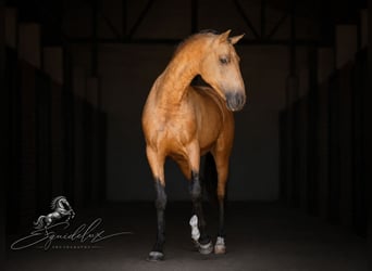 PRE Mix, Hengst, 3 Jahre, 166 cm