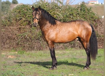 PRE Mix, Hengst, 3 Jahre, 166 cm, Falbe
