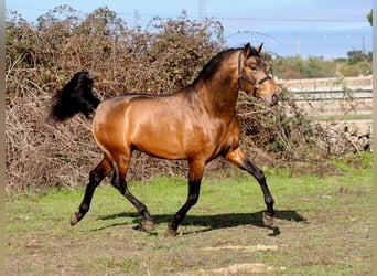 PRE Mix, Hengst, 3 Jahre, 166 cm, Falbe