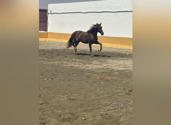 PRE Mix, Hengst, 3 Jahre, 166 cm, Fuchs