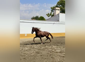 PRE Mix, Hengst, 3 Jahre, 166 cm, Fuchs