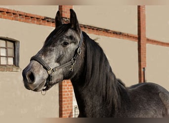 PRE Mix, Hengst, 3 Jahre, 166 cm, Rappschimmel