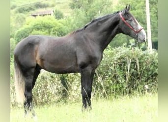 PRE Mix, Hengst, 3 Jahre, 166 cm, Schimmel
