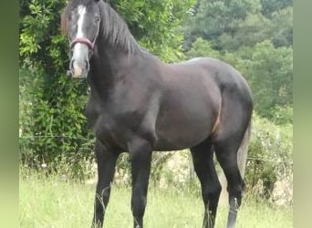 PRE Mix, Hengst, 3 Jahre, 166 cm, Schimmel