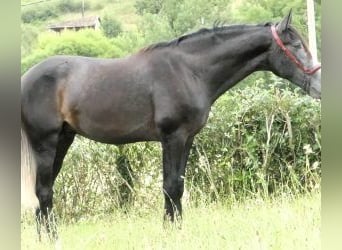 PRE Mix, Hengst, 3 Jahre, 166 cm, Schimmel