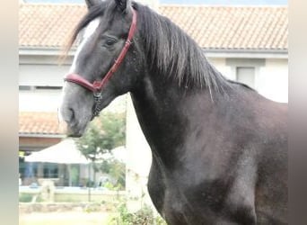 PRE Mix, Hengst, 3 Jahre, 166 cm, Schimmel
