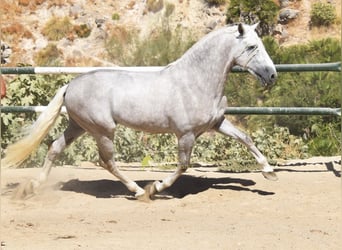 PRE, Hengst, 3 Jahre, 166 cm, Schimmel