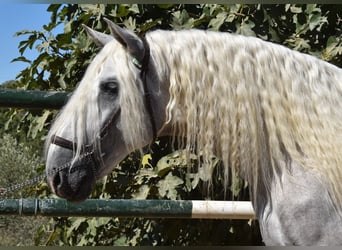 PRE, Hengst, 3 Jahre, 166 cm, Schimmel