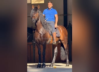 PRE Mix, Hengst, 3 Jahre, 167 cm, Dunkelbrauner