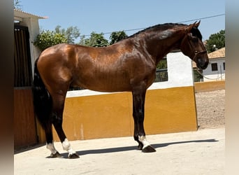PRE Mix, Hengst, 3 Jahre, 167 cm, Dunkelbrauner
