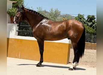 PRE Mix, Hengst, 3 Jahre, 167 cm, Dunkelbrauner