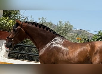 PRE Mix, Hengst, 3 Jahre, 167 cm, Dunkelbrauner