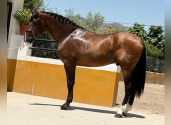 PRE Mix, Hengst, 3 Jahre, 167 cm, Dunkelbrauner