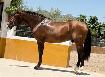 PRE Mix, Hengst, 3 Jahre, 167 cm, Dunkelbrauner