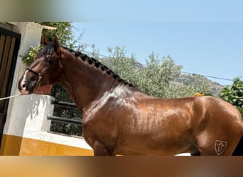 PRE Mix, Hengst, 3 Jahre, 167 cm, Dunkelbrauner
