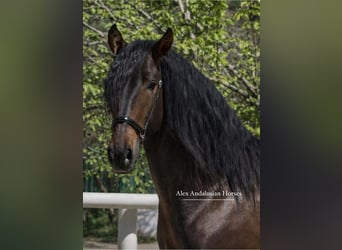 PRE Mix, Hengst, 3 Jahre, 167 cm, Dunkelbrauner