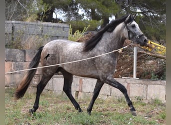 PRE, Hengst, 3 Jahre, 167 cm, Falbe