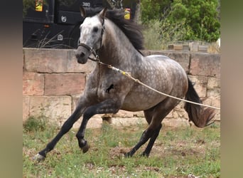 PRE, Hengst, 3 Jahre, 167 cm, Falbe