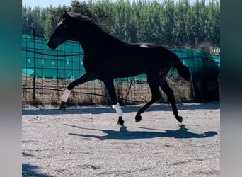 PRE, Hengst, 3 Jahre, 167 cm, Rappe