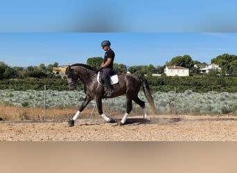 PRE, Hengst, 3 Jahre, 167 cm, Rappschimmel