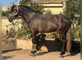 PRE, Hengst, 3 Jahre, 167 cm, Rappschimmel