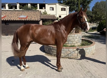 PRE Mix, Hengst, 3 Jahre, 167 cm, Rotfuchs
